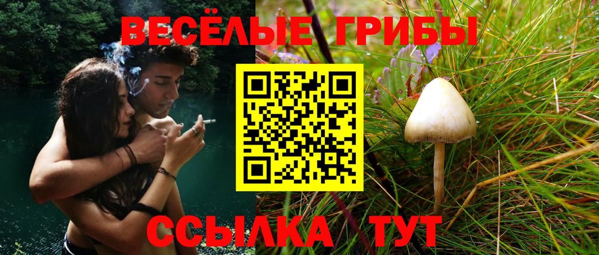 Псилоцибиновые грибы Cubensis  Вход с VPN  Минеральные Воды 